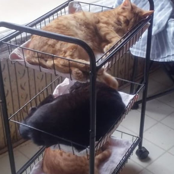 🙀CHEROKEE'S FERAL HAVEN🐕 - Picture 7 of 11